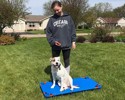 Dog Training Results